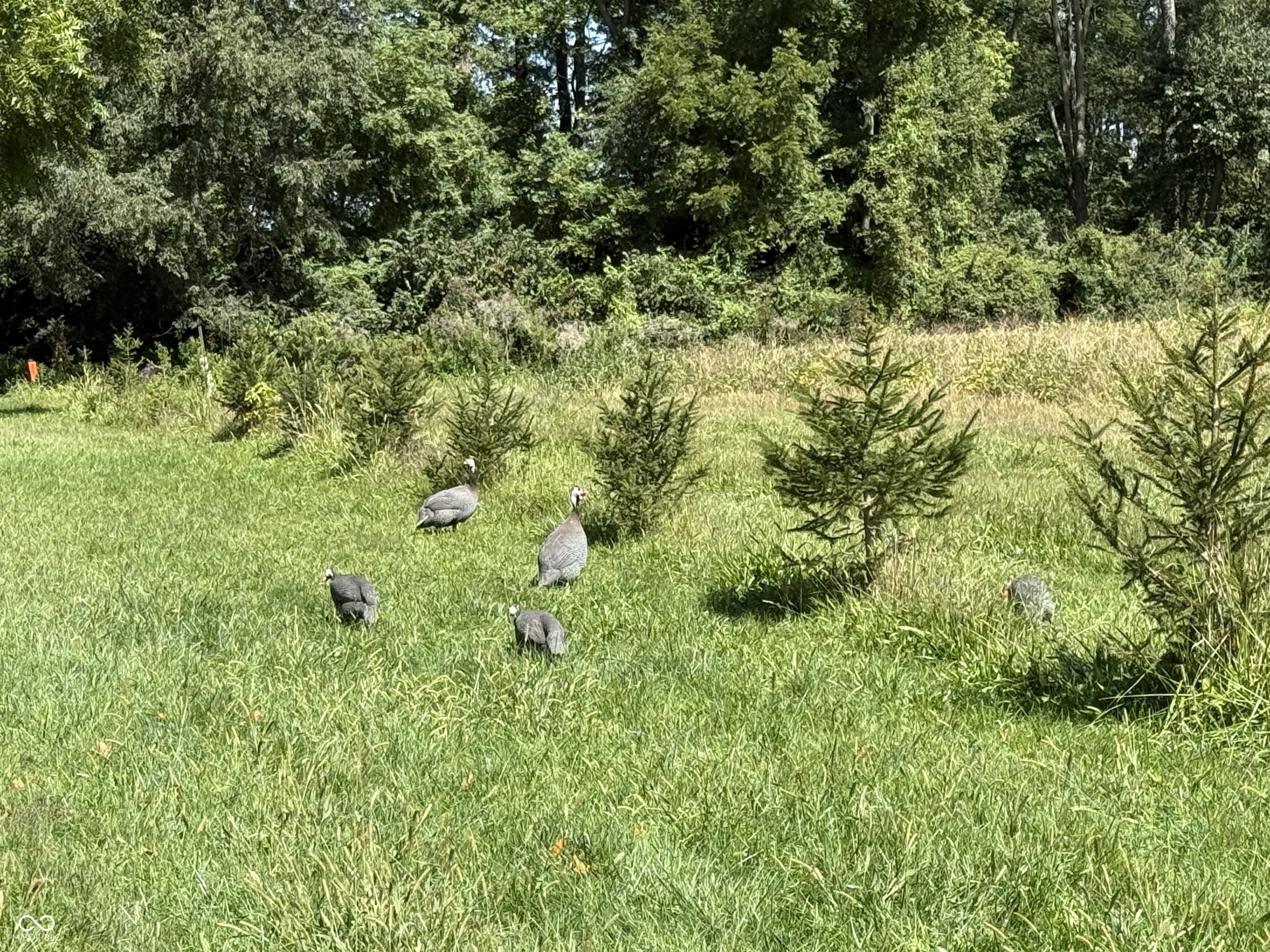 2710 Highway 32 Crawfordsville, IN 47933 - Photo 30 of 50