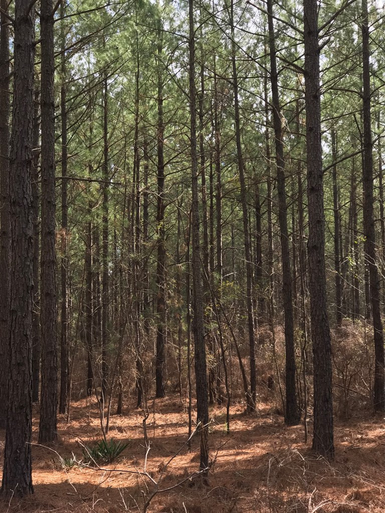 1269 River Ridge Road Aiken, SC 29805 - Photo 7 of 11