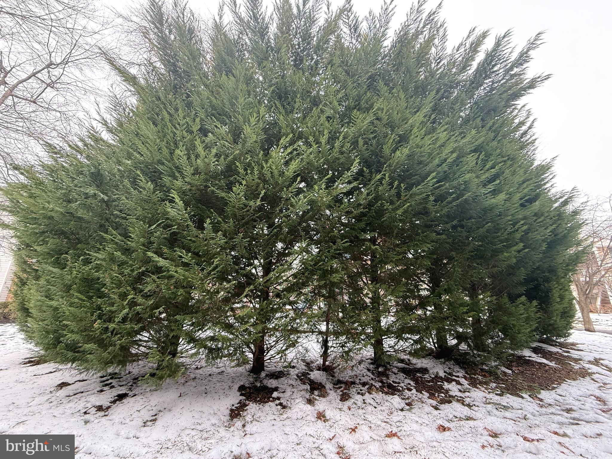 12 Juniper Way Hamilton, NJ 08619 - Photo 17 of 18 a view of a forest