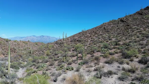 a view of a large trees with mountain in the background