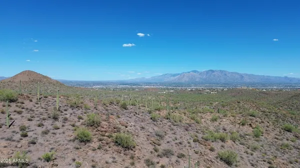 a view of a large trees with lots of trees in it