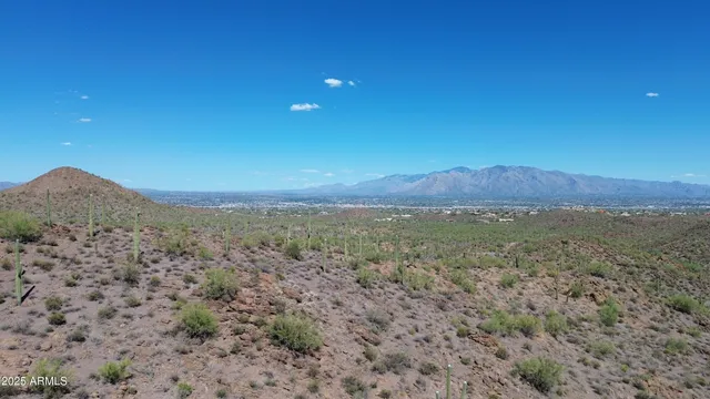 a view of a large trees with lots of trees in it
