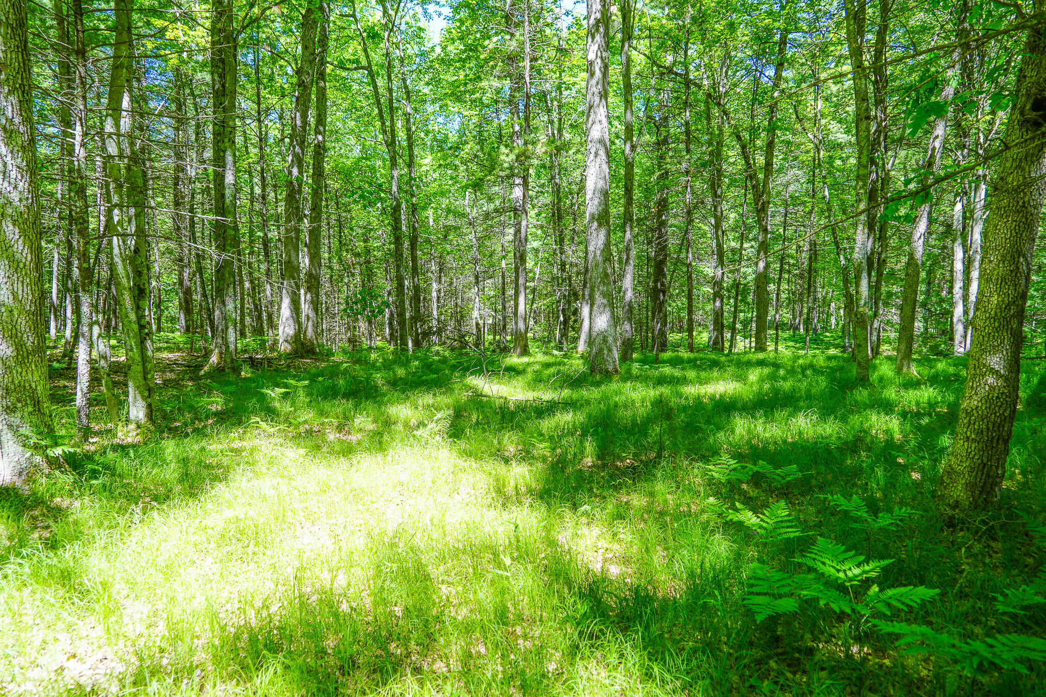 4993 Little River Road Manistee, MI 49660 - Photo 22 of 62 DSC00296