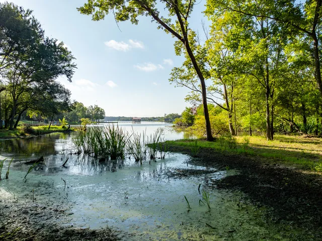 a view of a garden with plants and trees