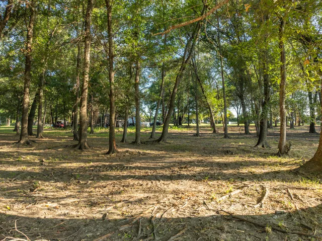 a view of a yard with a tree