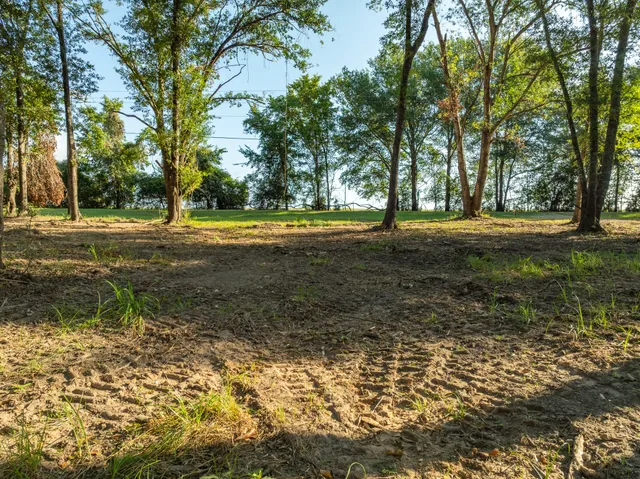 a view of a yard with plants and trees