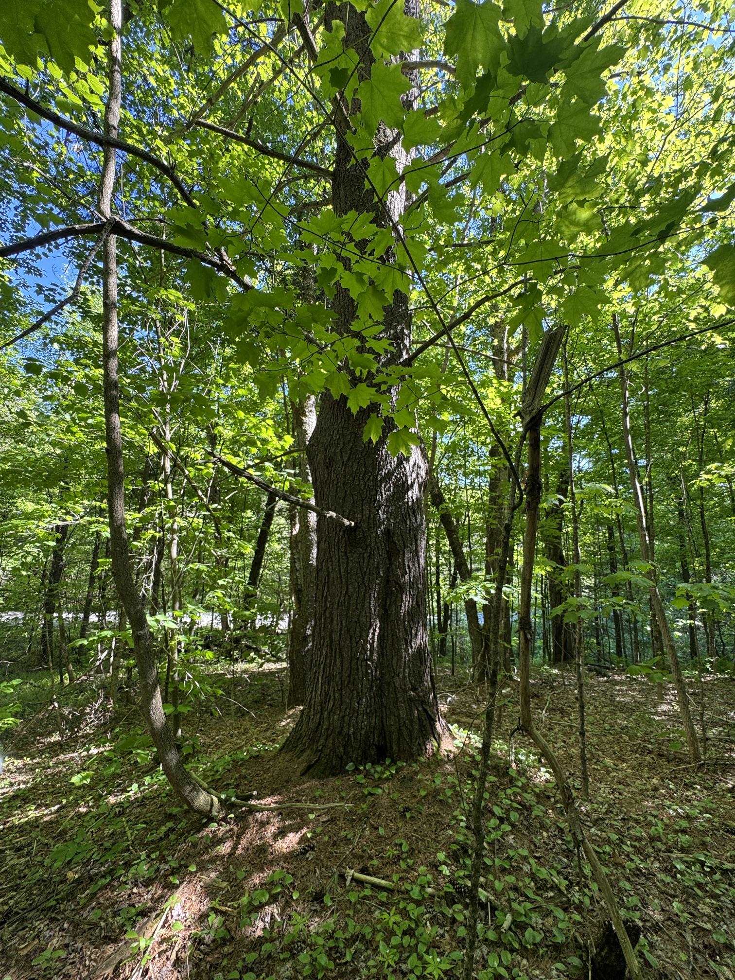 2800 Dugar Brook Road Calais, VT 05650 - Photo 2 of 12