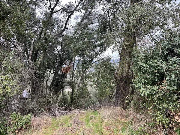 a view of a yard with large trees