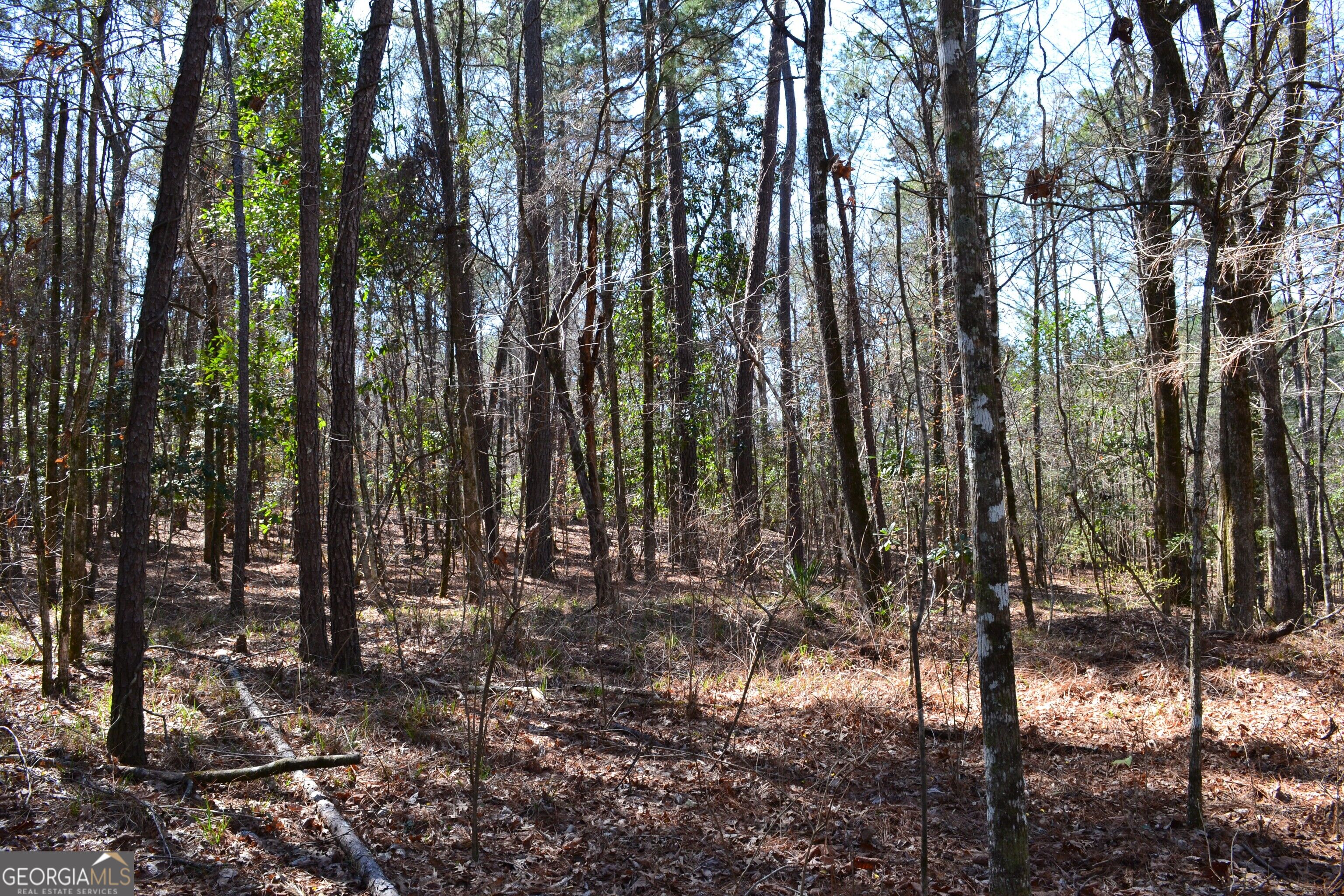 0 Mark Wood Road Dexter, GA 31019 - Photo 7 of 8 Gallery Image 7