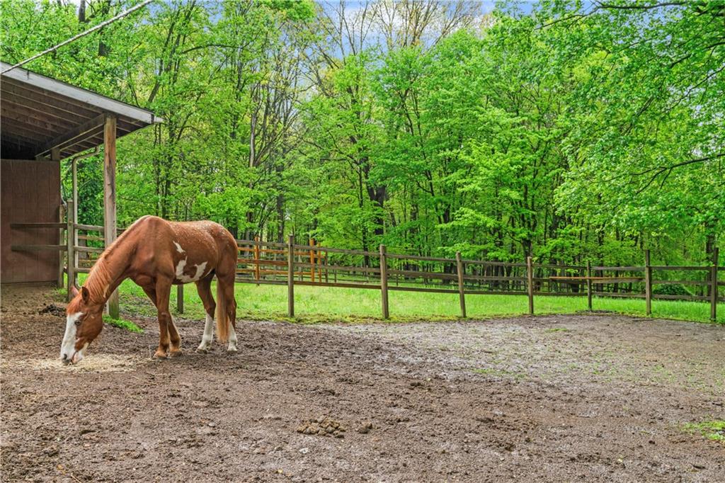 952 Bush Road New Alexandria, PA 15670 - Photo 31 of 50 Beautiful R enjoying his Paddock.