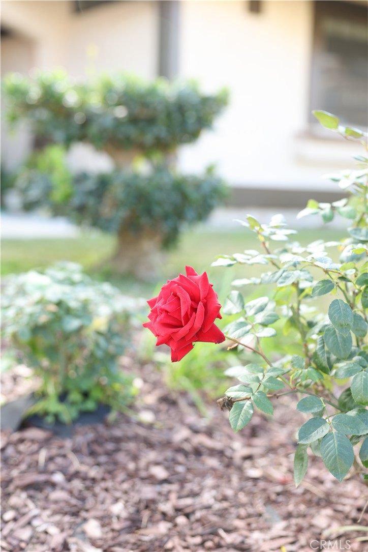 183 South Starflower Street Brea, CA 92821 - Photo 28 of 29 a view of a flower