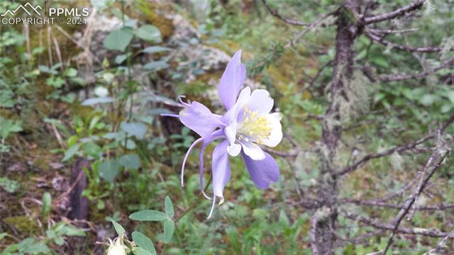 2130 Pathfinder Road Florissant, CO 80816 - Photo 9 of 32 Gallery Image 9