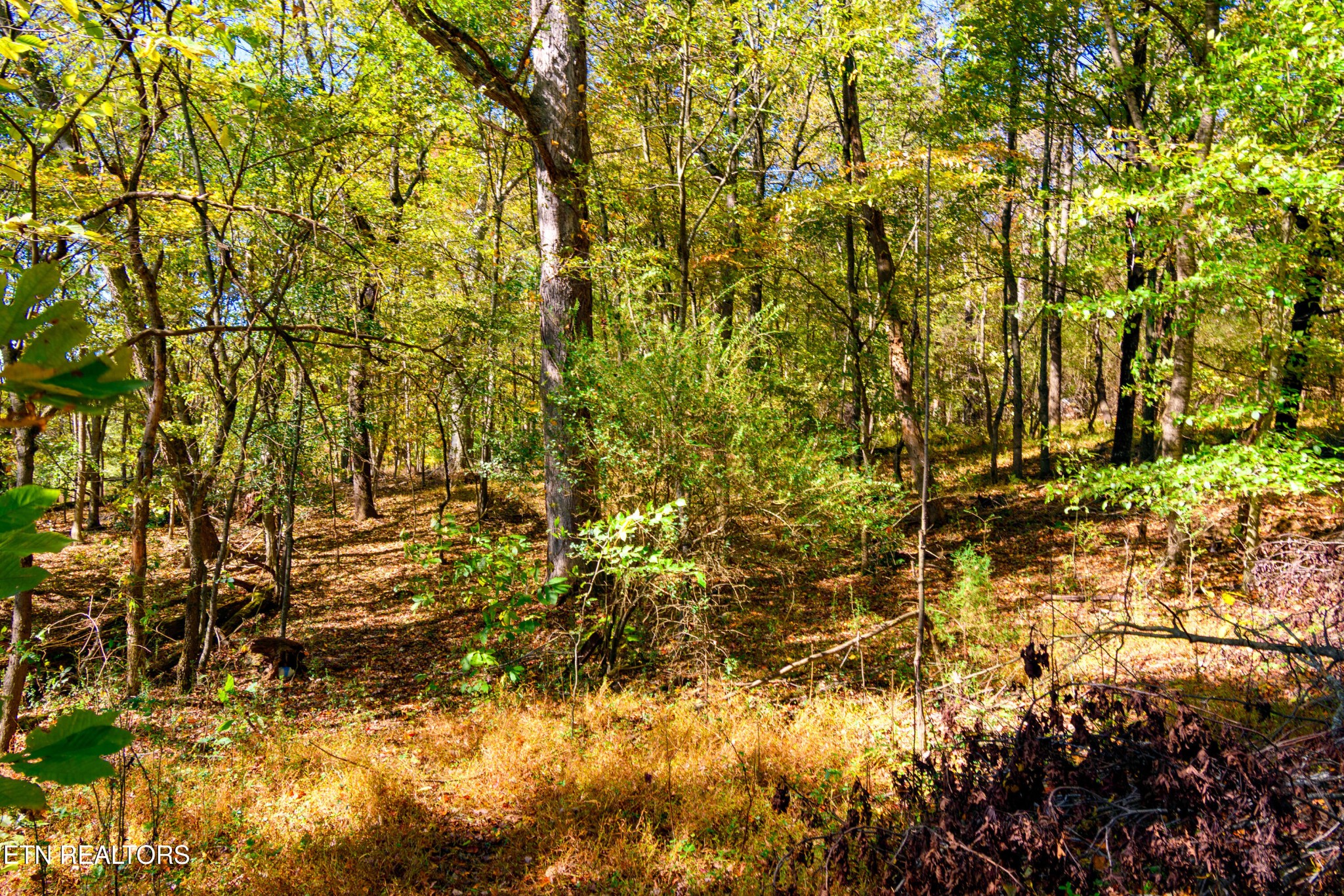 2 Beard Road Strawberry Plains, TN 37871 - Photo 9 of 23 Gallery Image 9