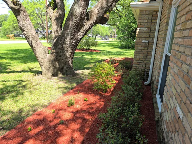 a view of a yard with plants and a large tree