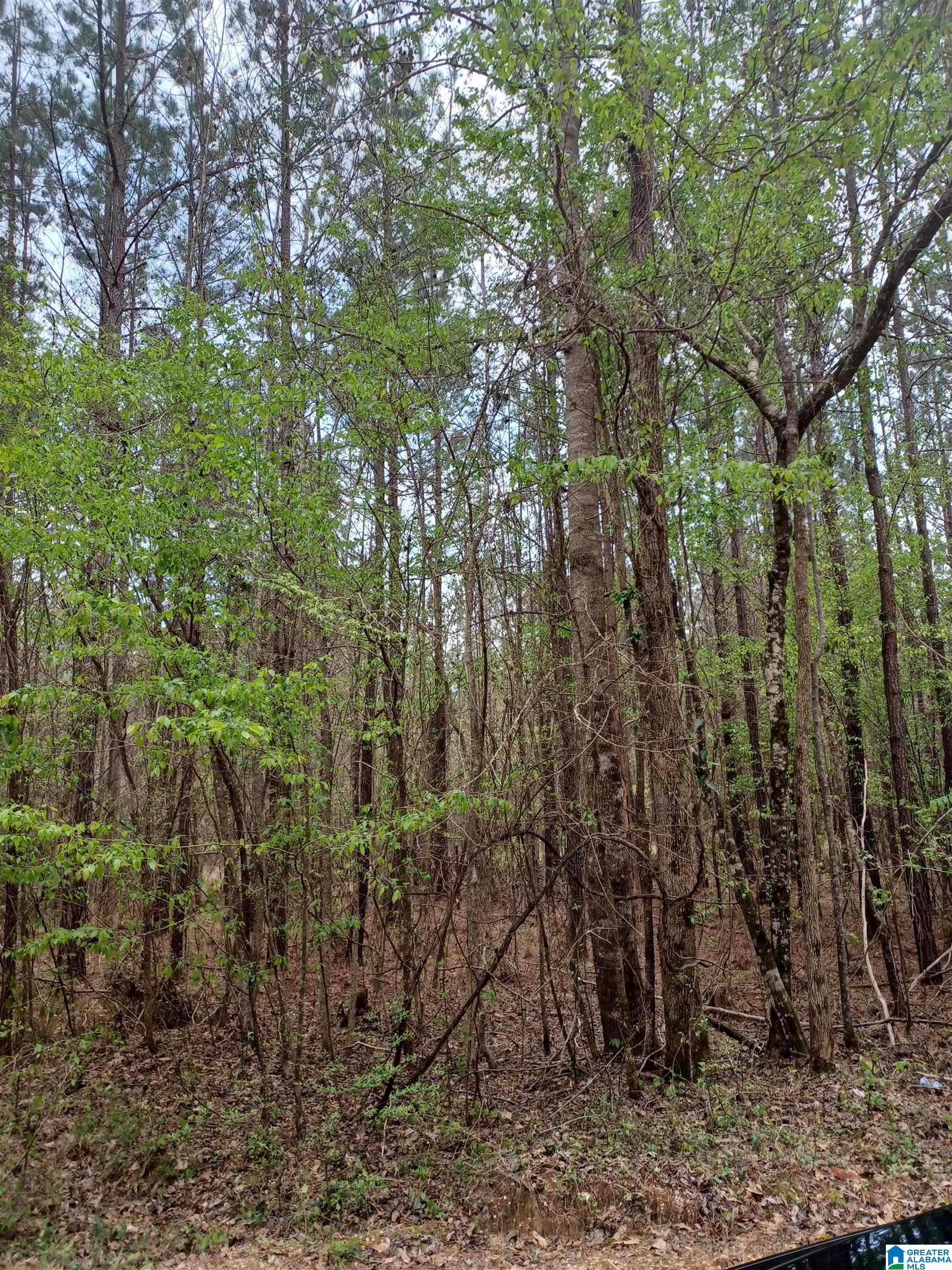 3702 Chitlin Switch Road, Unit SECTION 21 Camden, AL 36726 - Photo 3 of 5