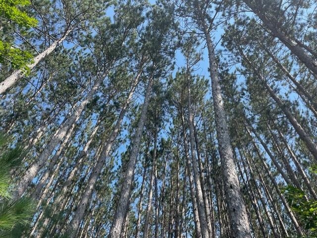 V/l V/l Windy Ridge Beulah, MI 49617 - Photo 11 of 20