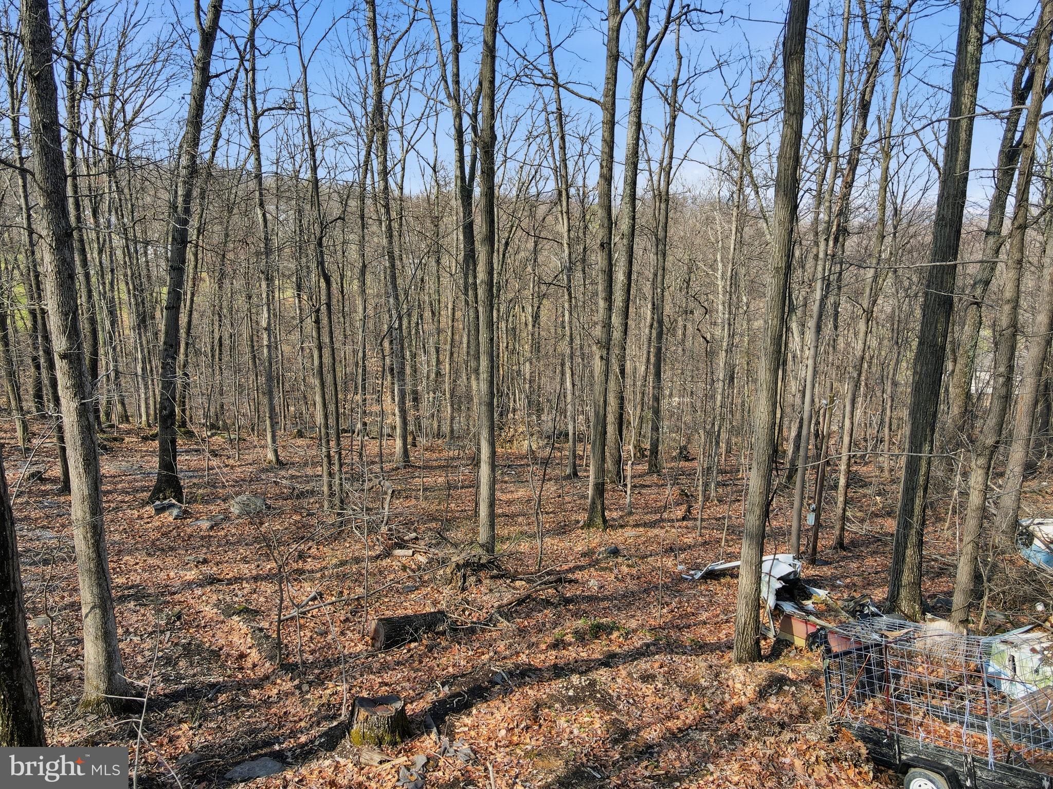 Lots #22-23 24 Sec F Lots Road Harpers Ferry, WV 25425 - Photo 4 of 12 a view of yard with trees