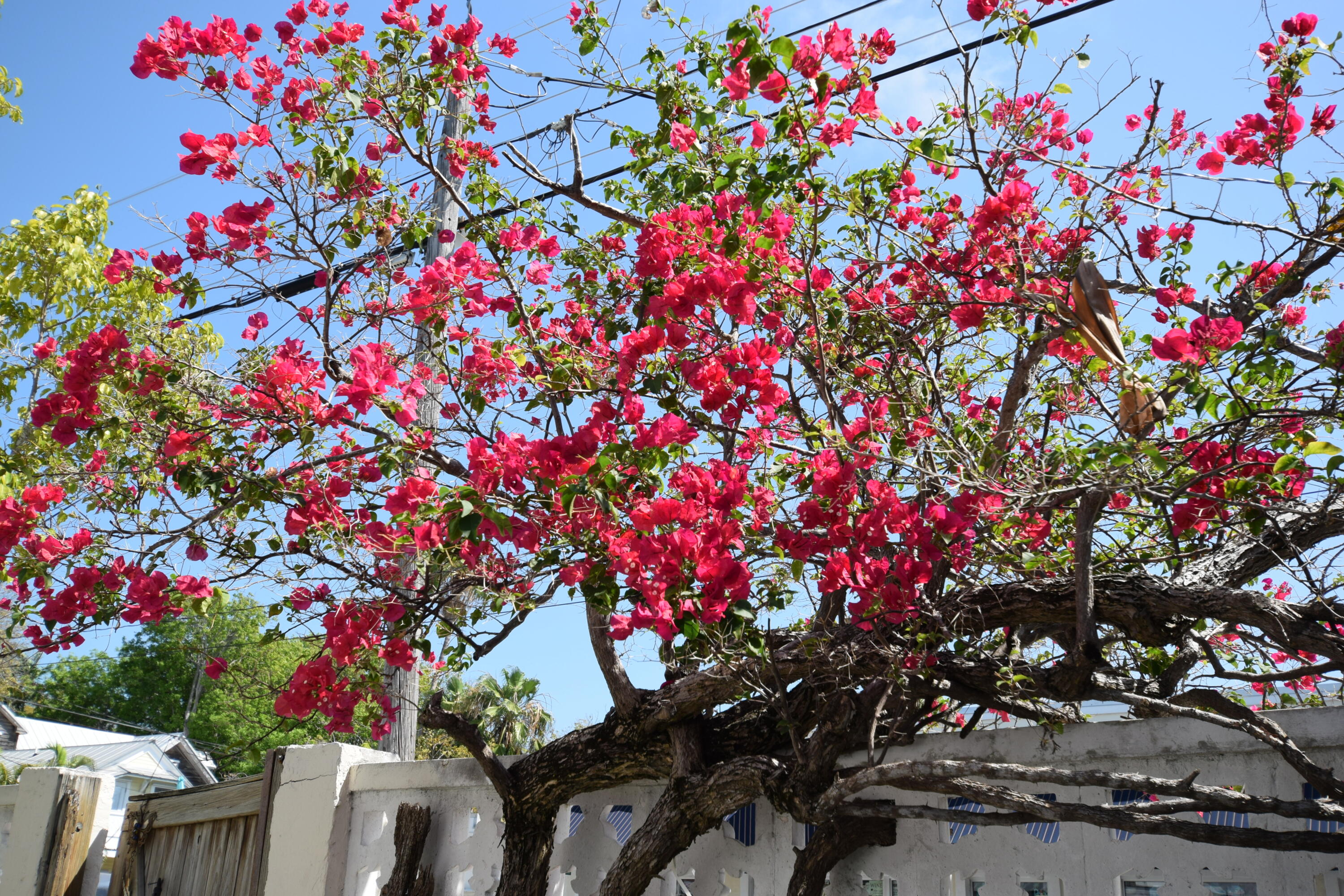 1102 Whitehead Street Key West, FL 33040 - Photo 22 of 22 a picture of flowers