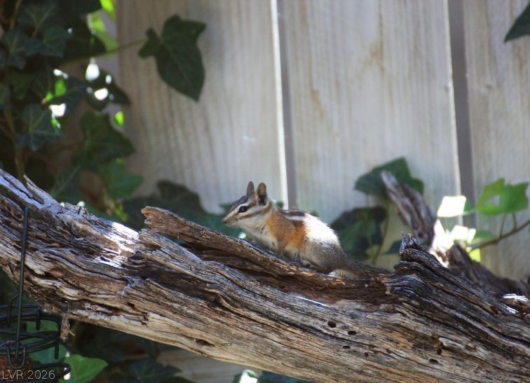 4947 Snow White Road Mount Charleston, NV 89124 - Photo 81 of 92 Welcome to Mt. Charleston