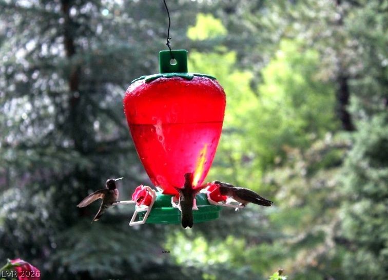 4947 Snow White Road Mount Charleston, NV 89124 - Photo 83 of 92 Welcome to Mt. Charleston