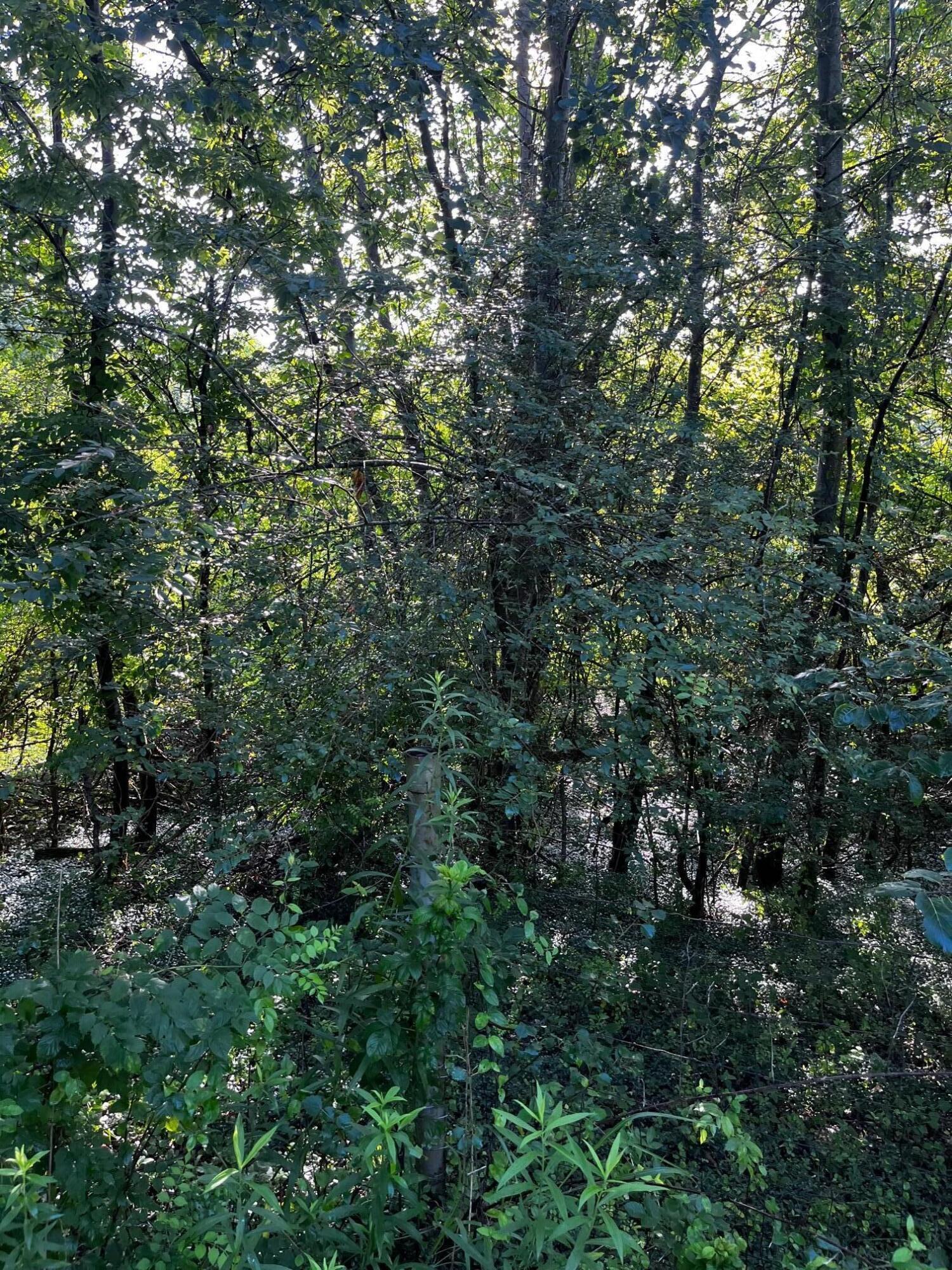 0 Webb Cemetery Road Evensville, TN 37332 - Photo 5 of 8 IMG_2181