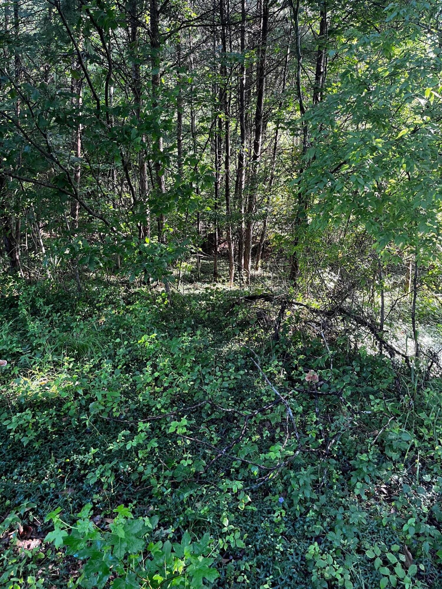 0 Webb Cemetery Road Evensville, TN 37332 - Photo 6 of 8 IMG_2182