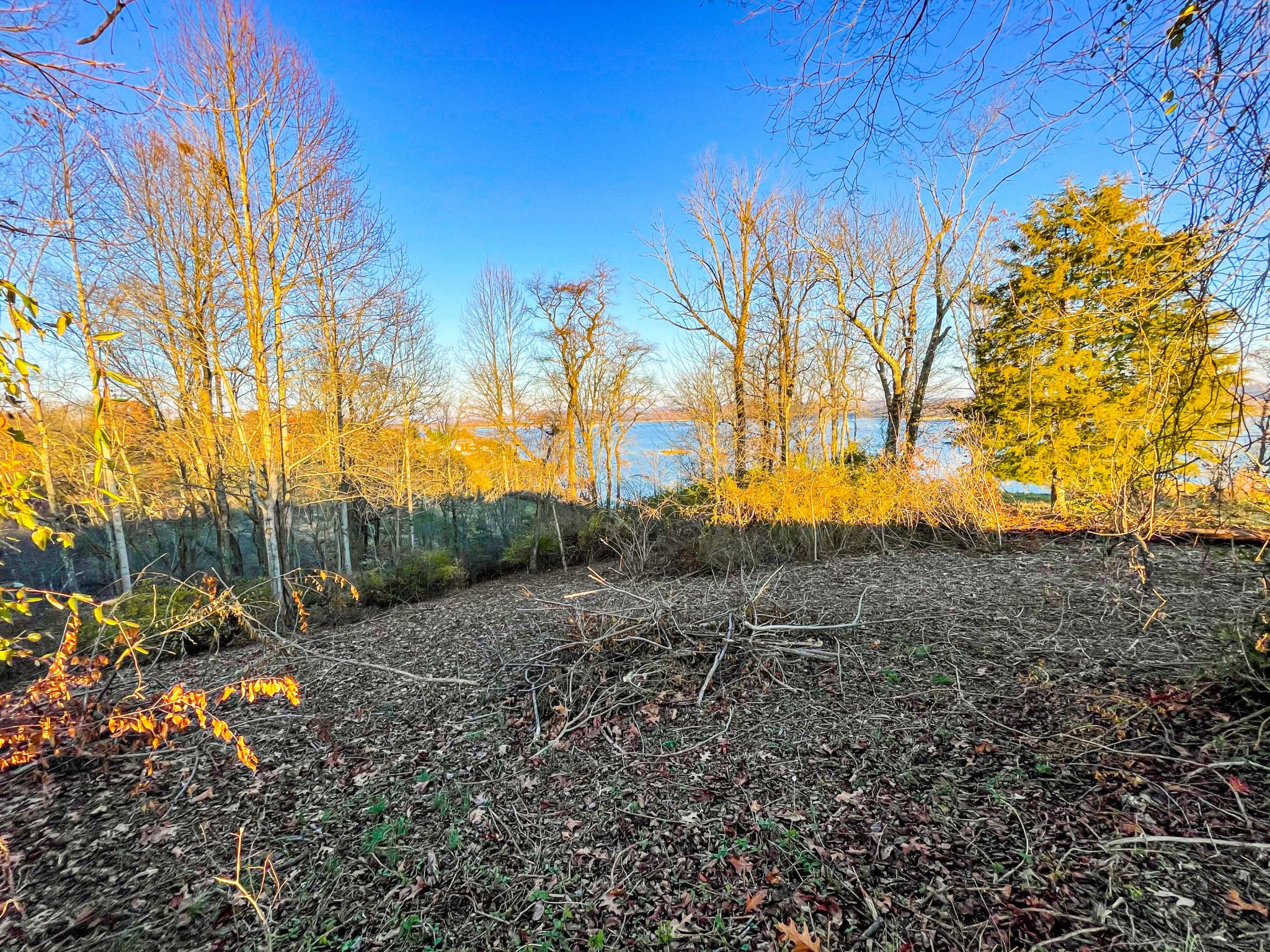6 Alberts Cove Rutledge, TN 37861 - Photo 2 of 6 a view of backyard with green space