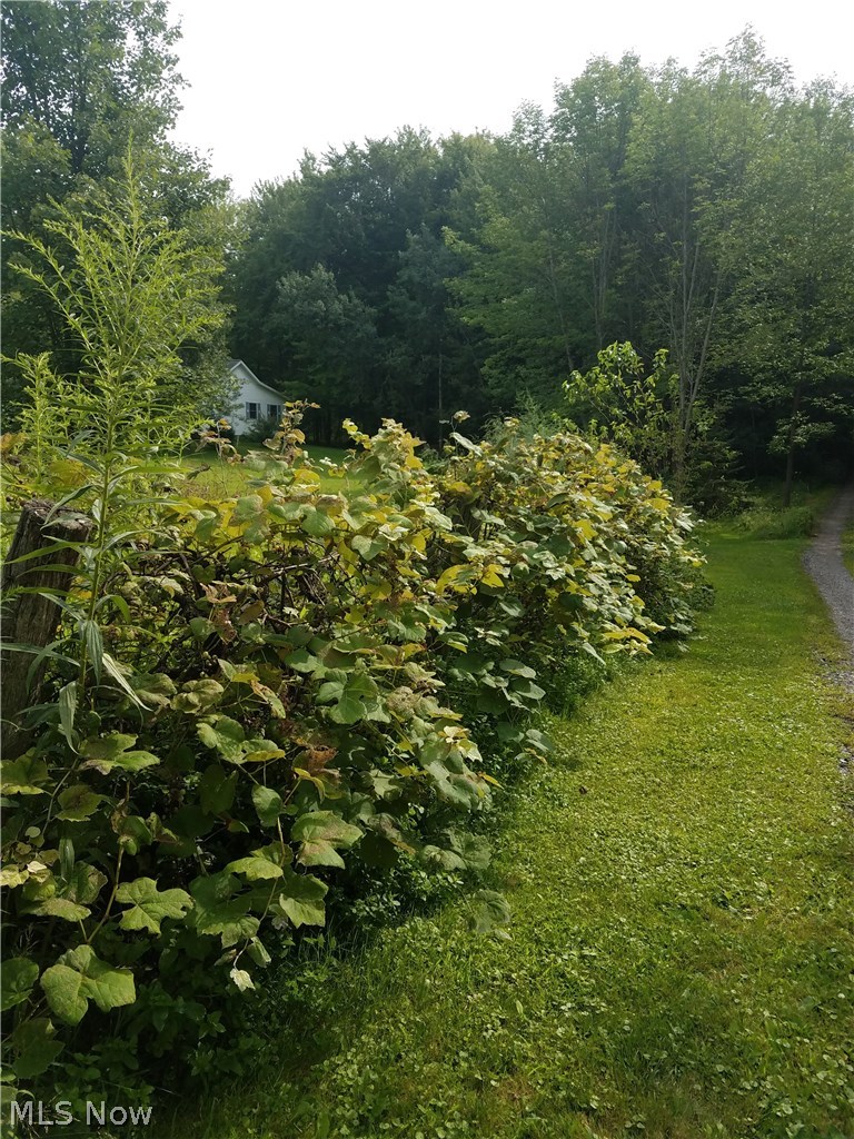 16510 Old State Road Middlefield, OH 44062 - Photo 11 of 35 Full thick row of your very own growing grapes!!
