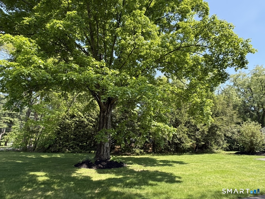 181 Farms Village Road Simsbury, CT 06092 - Photo 4 of 8 Gorgeous Mature Tree, perfect to sit and read by
