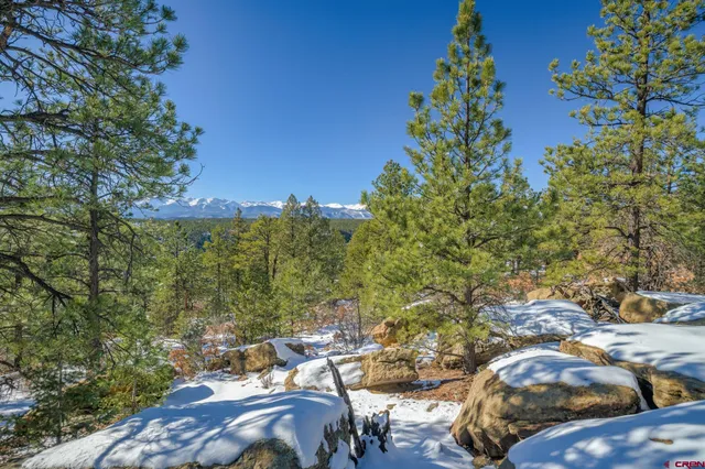 a view of a tree with a yard
