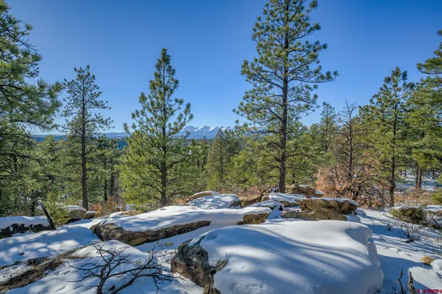 a view of a bunch of trees