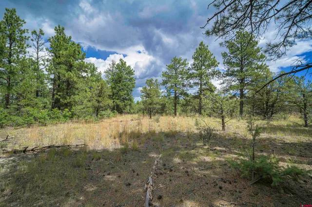 a view of outdoor space with trees all around