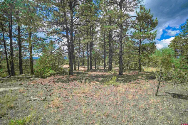 a backyard of a house with a trees