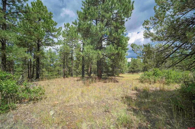 a view of a forest with a tree