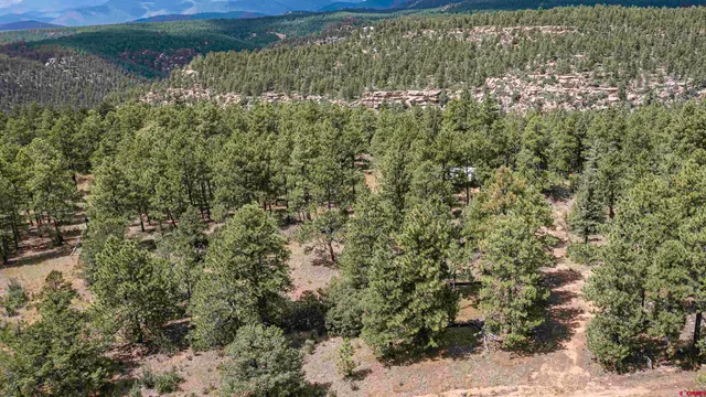 a view of a forest with a yard