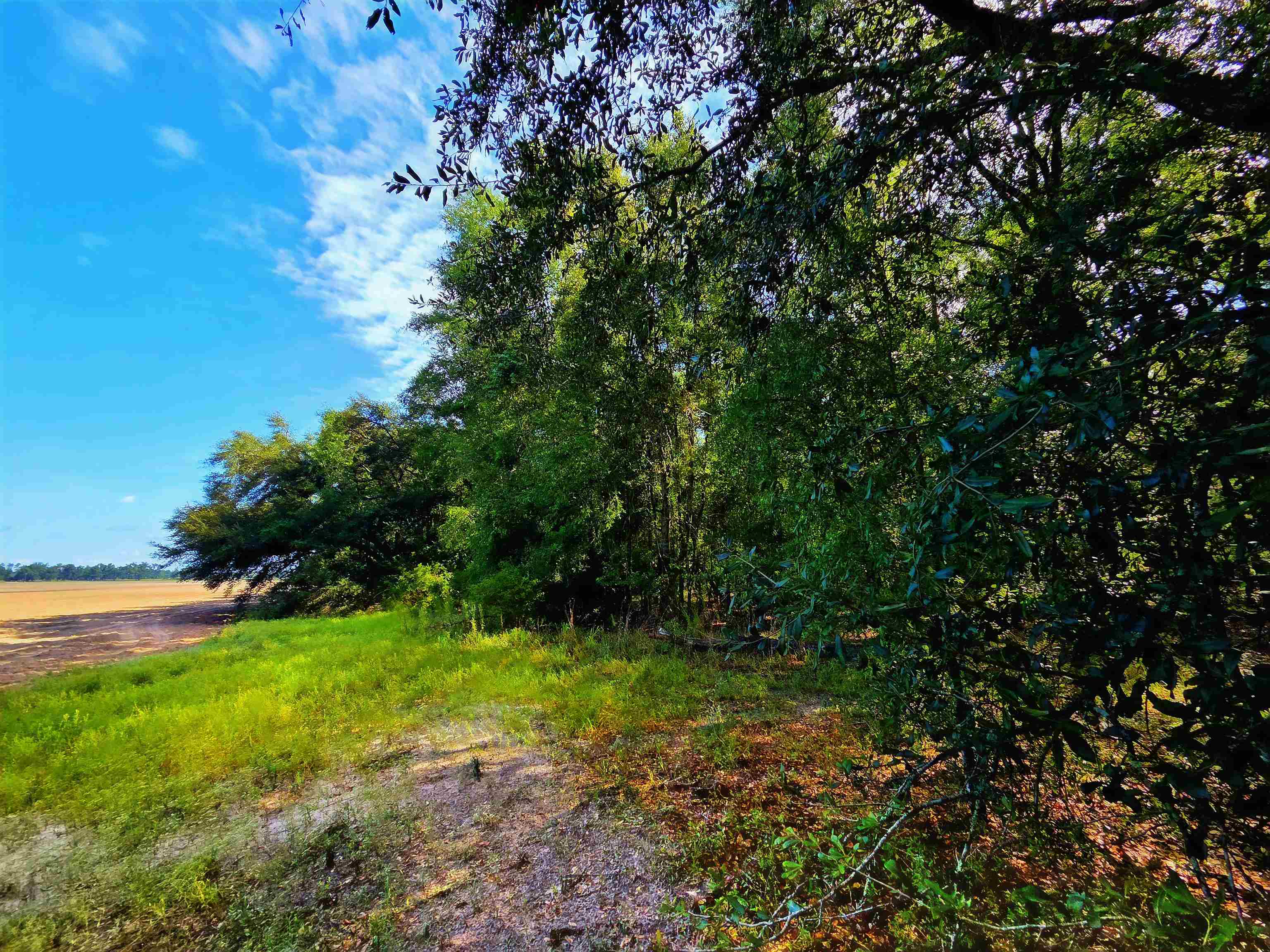 1-acre Northeast Hickory Grove Road Pinetta, FL 32350 - Photo 7 of 44 Gallery Image 7