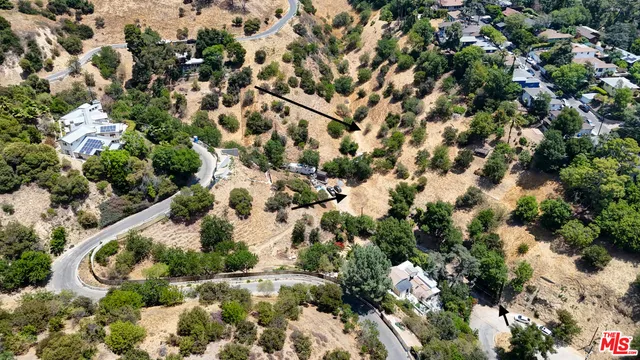 a view of a tree with a plant