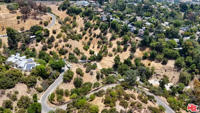 a plant that is in front of flowers