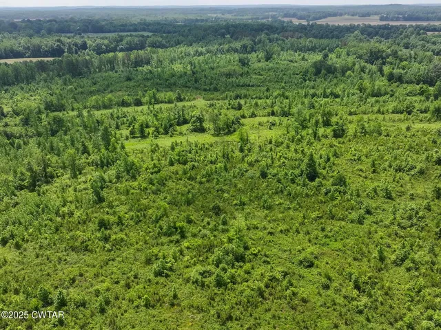 a view of a lush green forest with lots of trees
