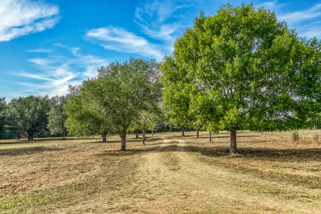a view of a yard with a tree