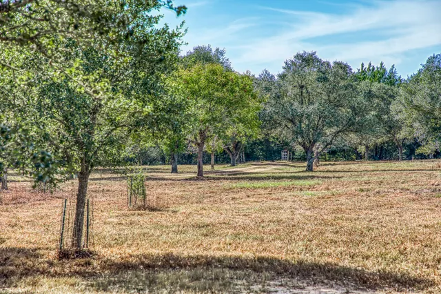 a view of a yard with trees
