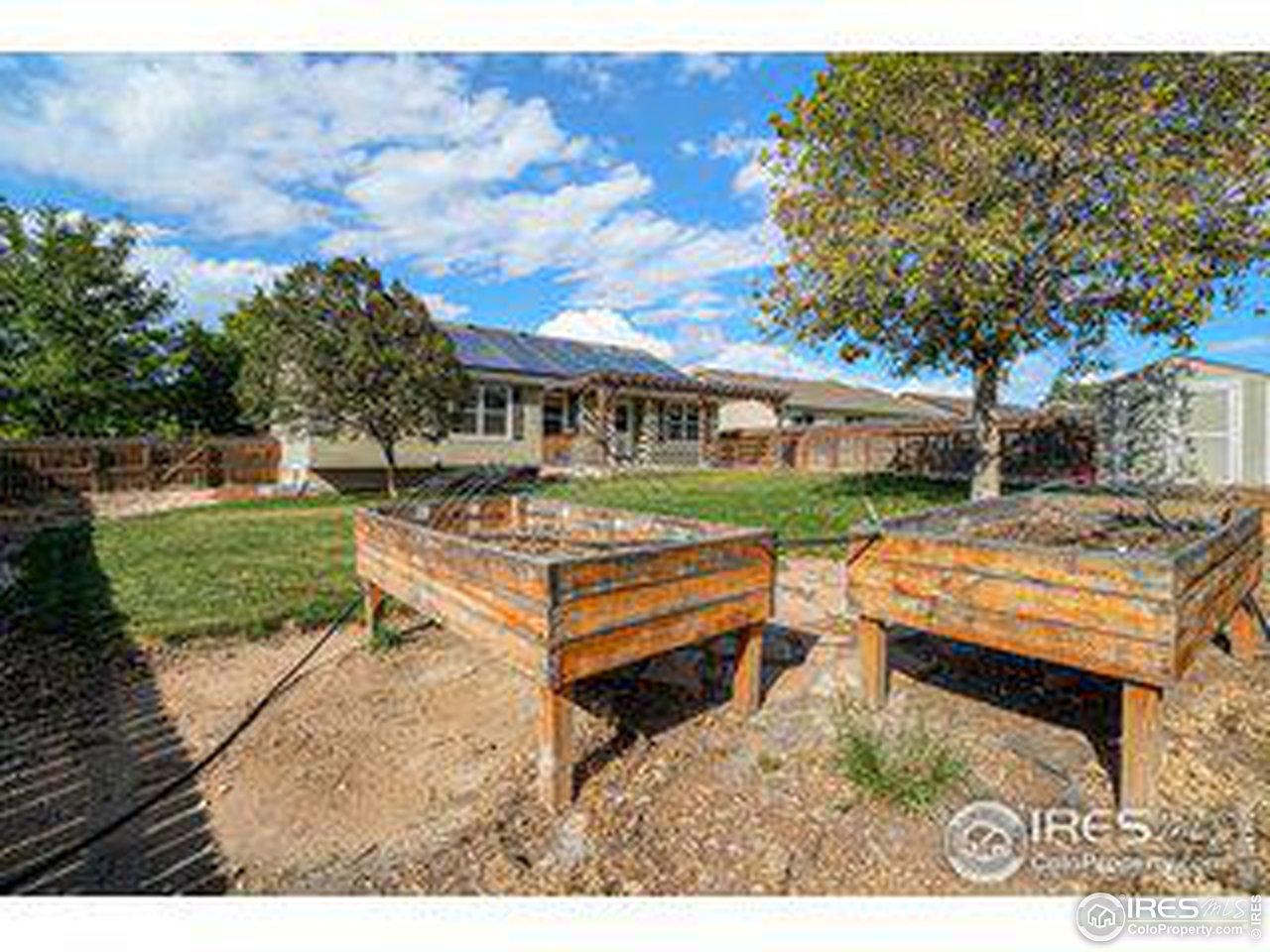 301 Amber Drive Windsor, CO 80550 - Photo 24 of 25 Large Yard