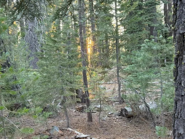 a view of a forest with trees