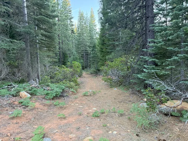 a view of a forest with trees in the background