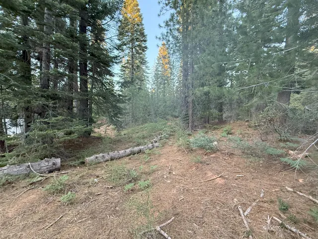 a view of a forest with trees in the background