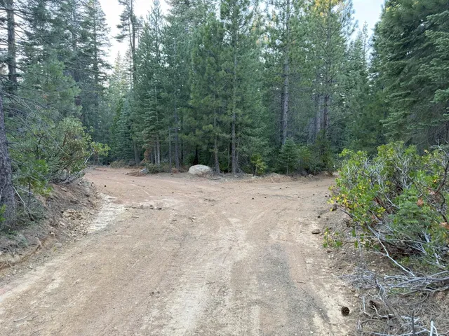 a view of a forest with trees