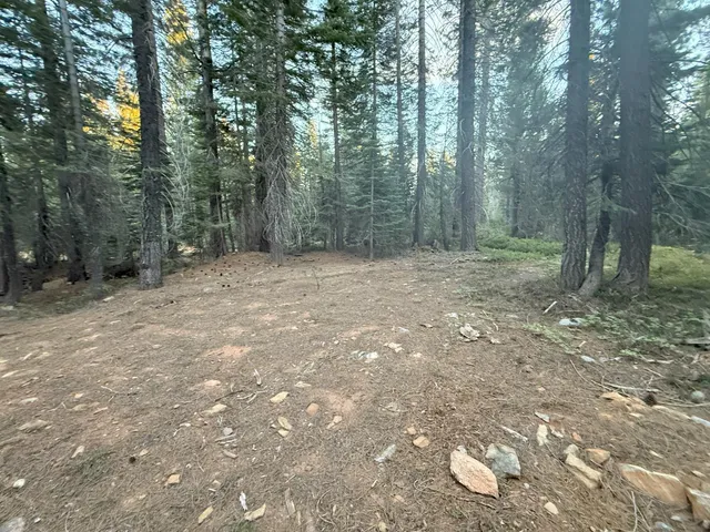 a view of a forest with trees in the background