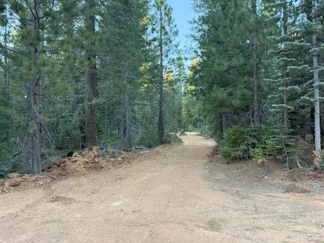 a view of a forest with trees