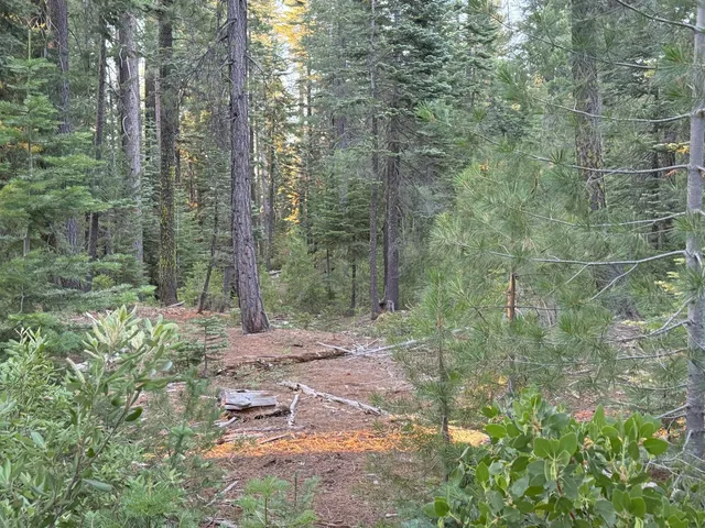 a view of a forest with trees