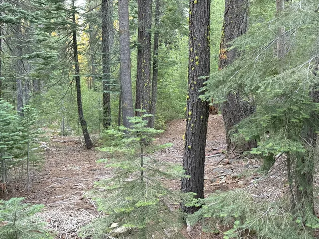 a view of a forest with trees